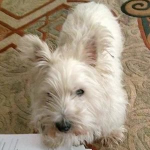 Meet your Posher, Frankie